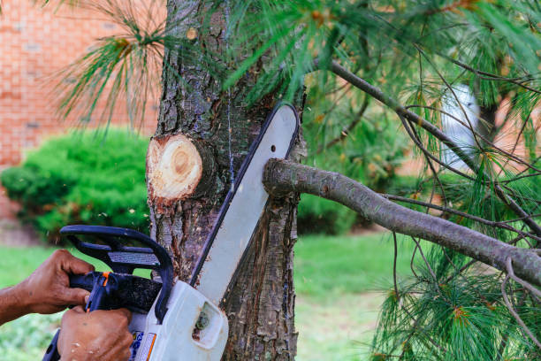 How Our Tree Care Process Works  in Colonial Park, PA